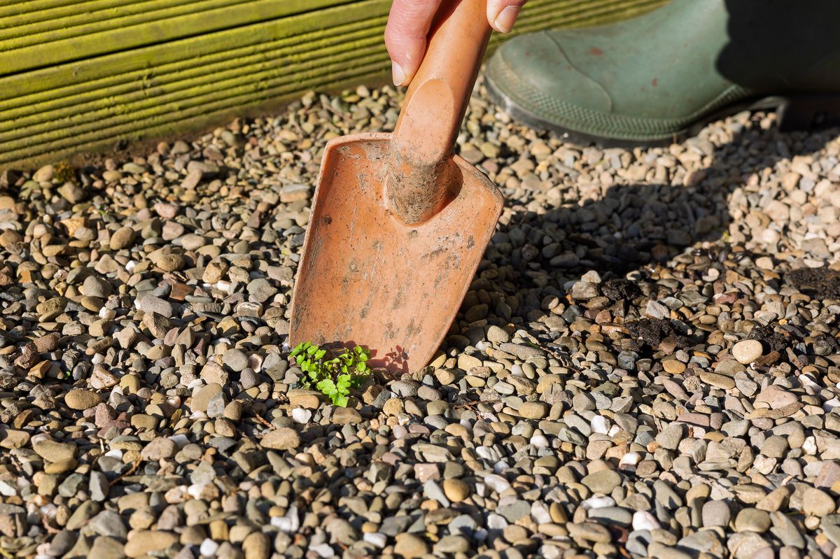 Gardener Using Plastic Orange Trowel to Dig Up Garden Weeds Growing in Gravel Stone Garden Edging Path