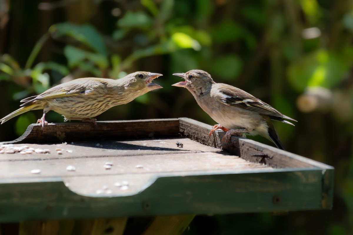 Young Chaffinch and Siskin birds fight for food on a birdtable