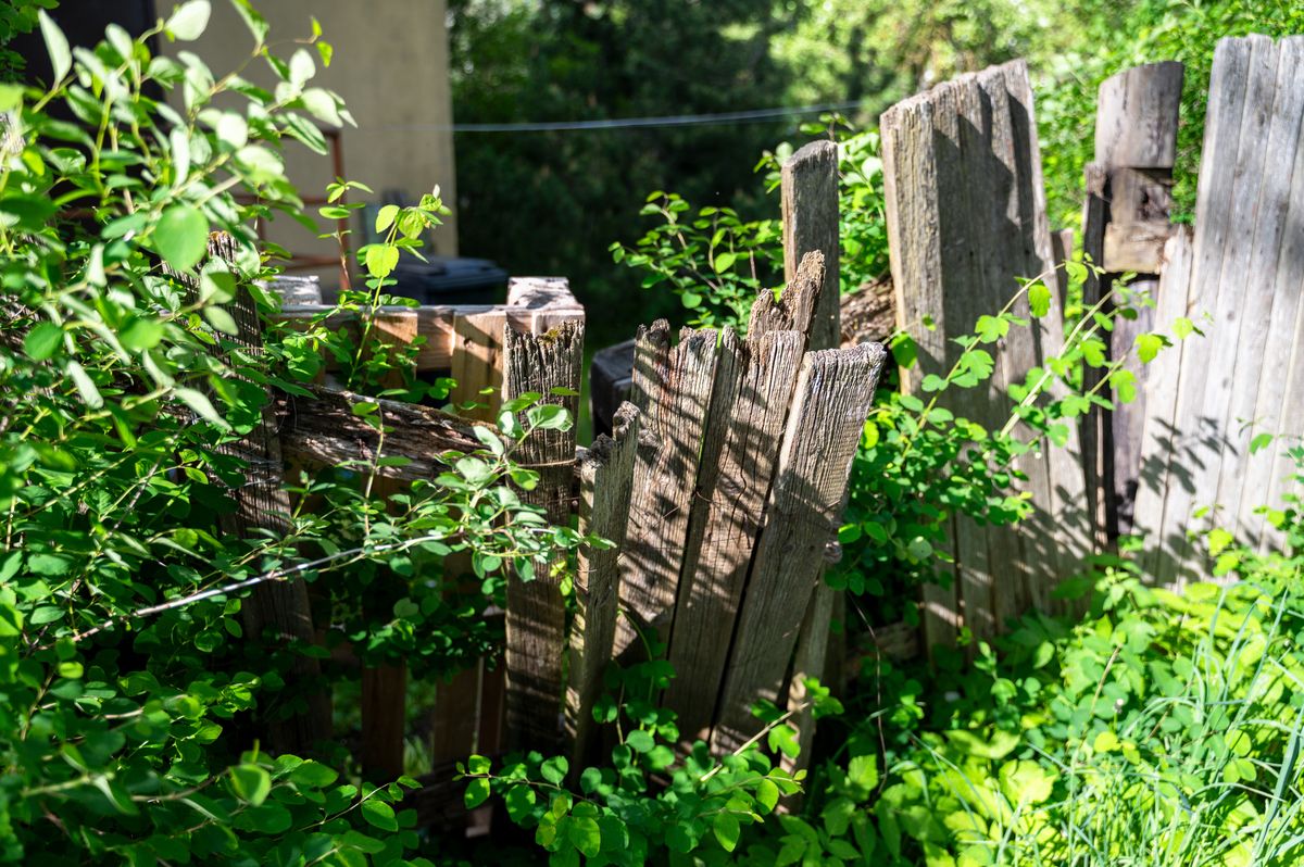 Section of an old wooden fence in disrepair, with broken and weathered planks