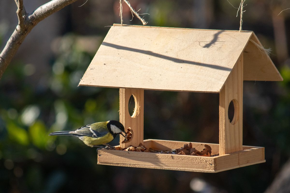 flat feeders pose the greatest risk of disease transmission
