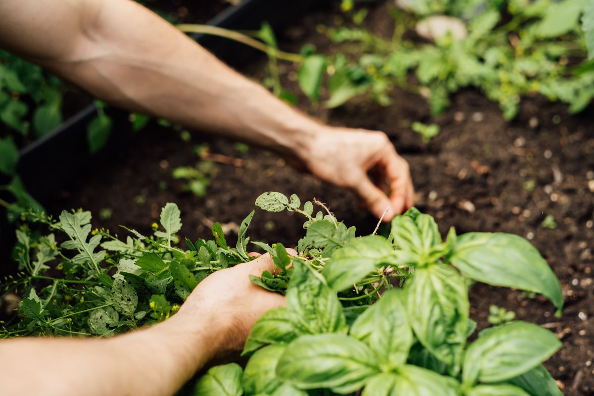 Hands gather pulled weeds near a healthy basil plant in a backyard garden, showing careful plant care and seasonal maintenance.