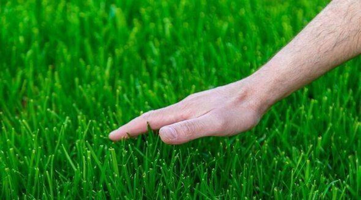 Green grass