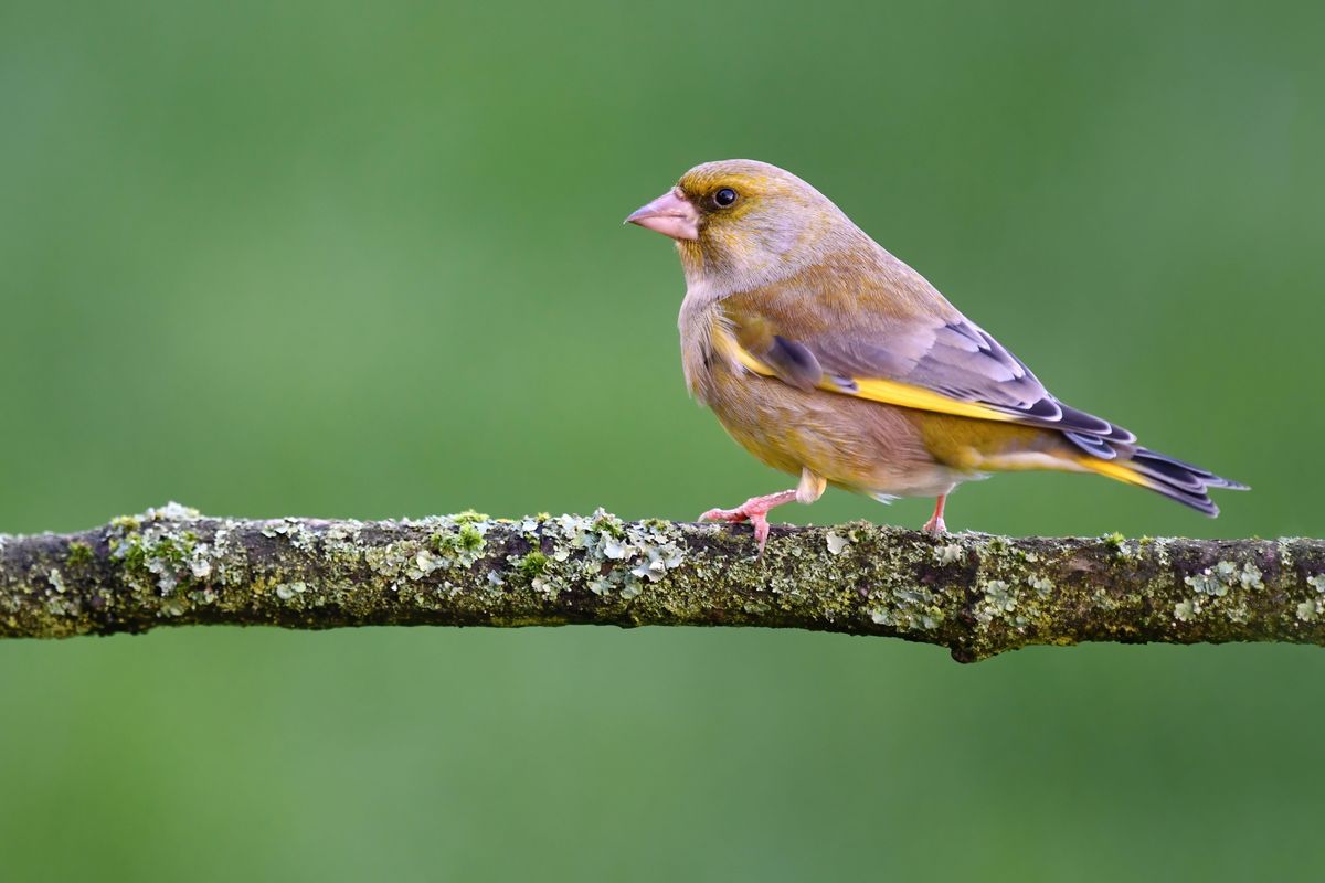 Greenfinch Perched On A Tree Branch