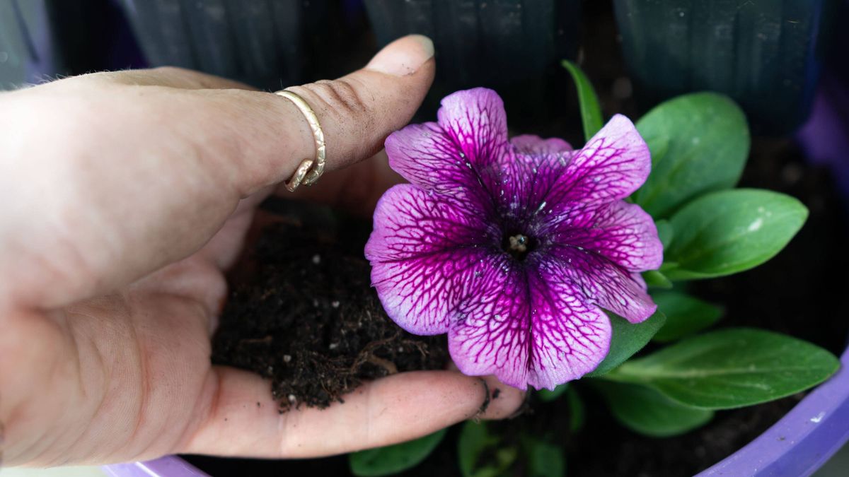 Hand holding soil near a blooming purple petunia