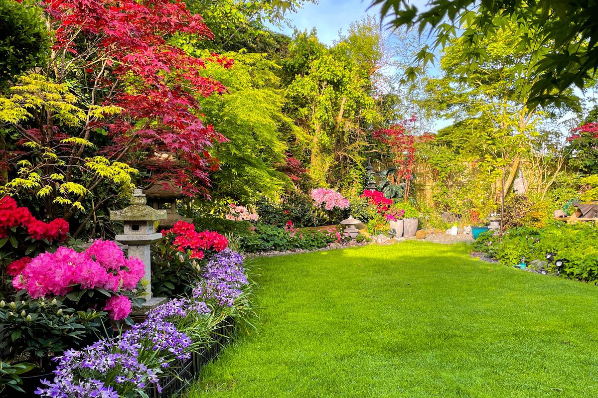 Stock photo showing close-up view of reseeded lawn rejuvenation after being sown with grass seed as part of Spring lawn maintenance. Oriental garden border with blue / purple flowering cineraria (Pericallis × hybrida), Japanese maples, azaleas, and a Japanese stone lantern.