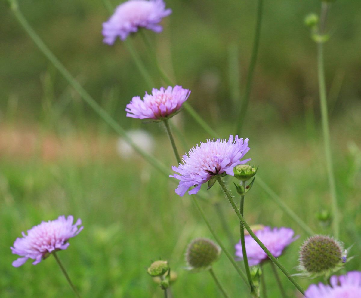 In nature, Knautia arvensis grows among grasses