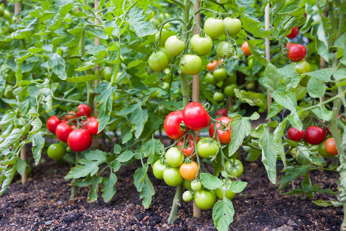 Indeterminate (cordon) tomato vine plants growing outside in an English garden, UK