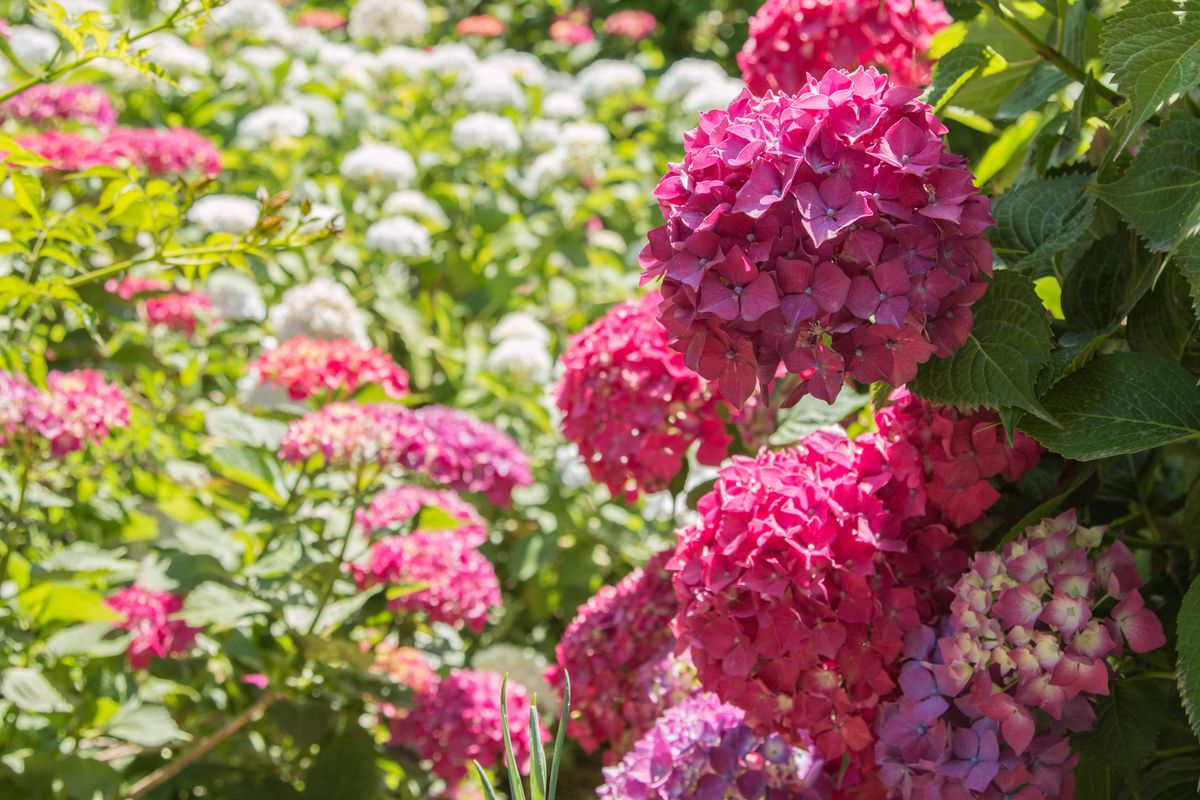 Large mop heads of a deep pink hydrangea - hortensia in the foreground wih out of focus hydrangeas in the background. Taken on a lovely sunny day.