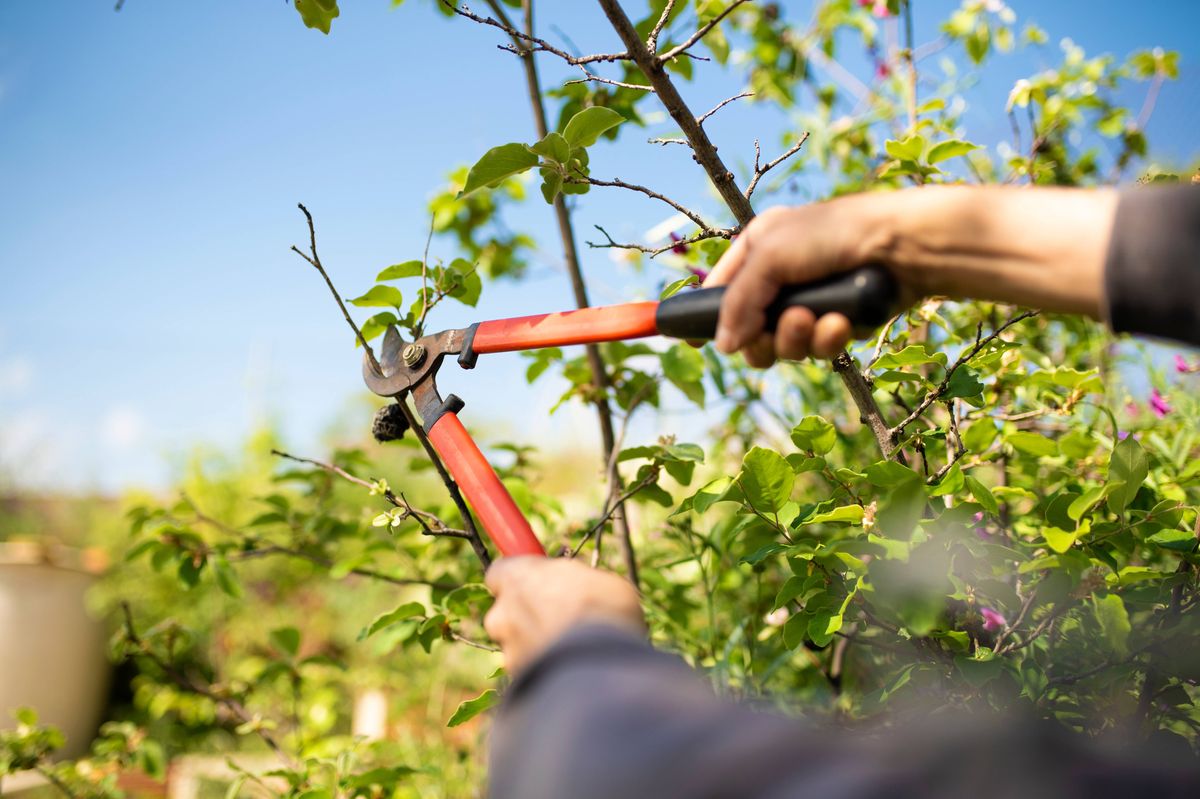 Rural work, men in the harvest field pruning trees and fruit plants in season, man in the crop field working under the sun pruning trees