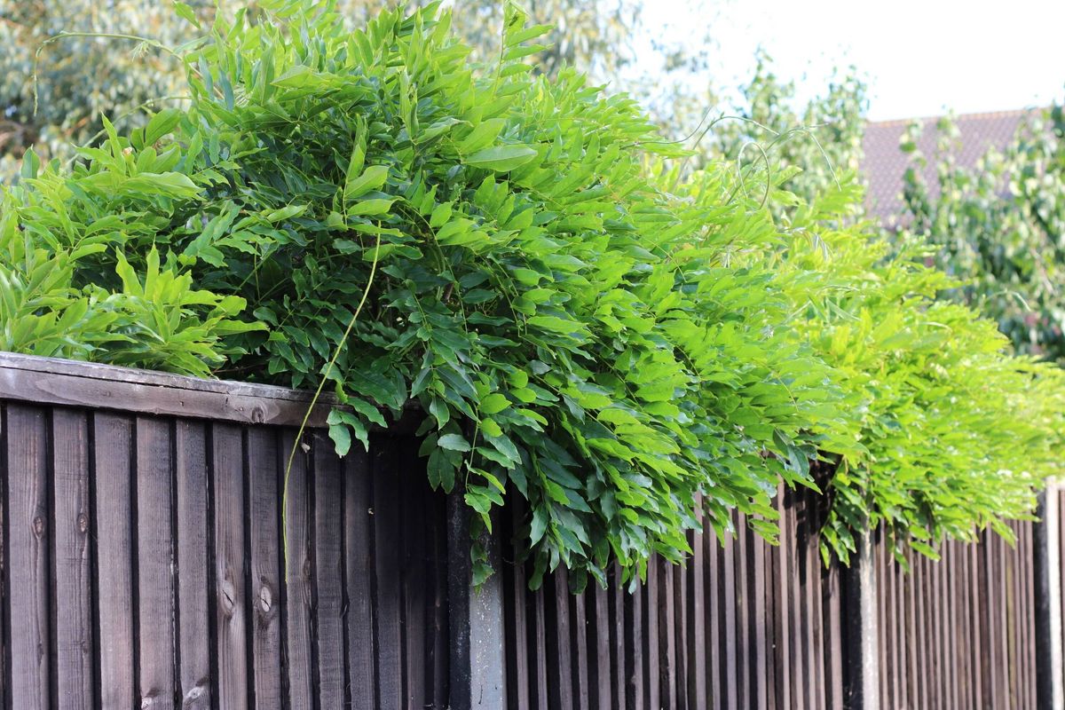 Lush Green Foliage Over Wooden Fence In Suburban Garden Providing Privacy And Texture