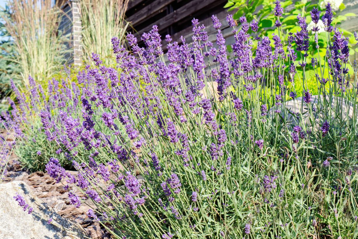 Luxurious lavender bush close-up. Lavender blooms fragrantly in the Provencal garden. Landscape design in the Mediterranean style. Raw materials for cosmetic ingredients and culinary fragrances.