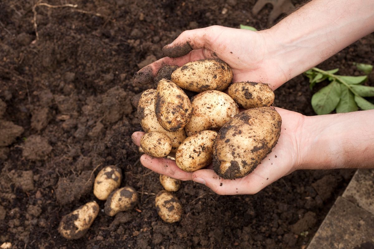 Gardener with a handful of freshly harvested potatoes