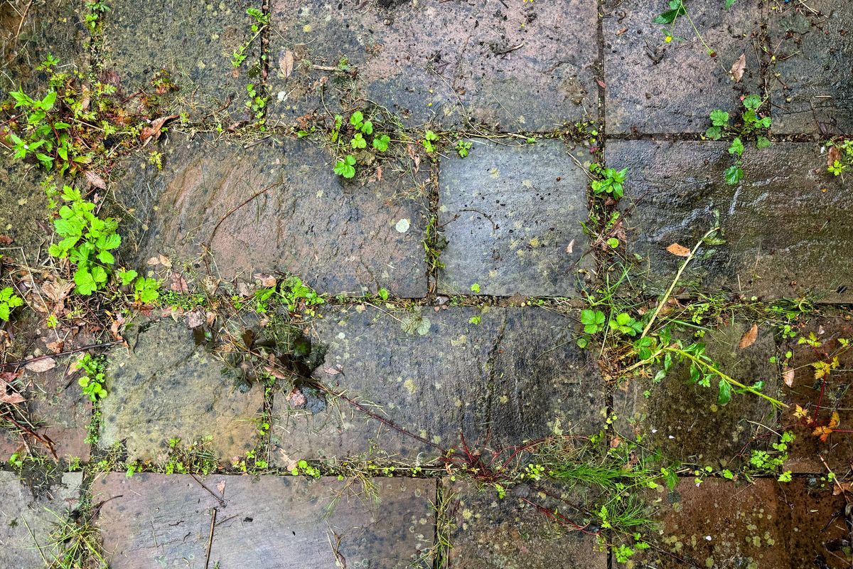 Weeds growing up through an old patio