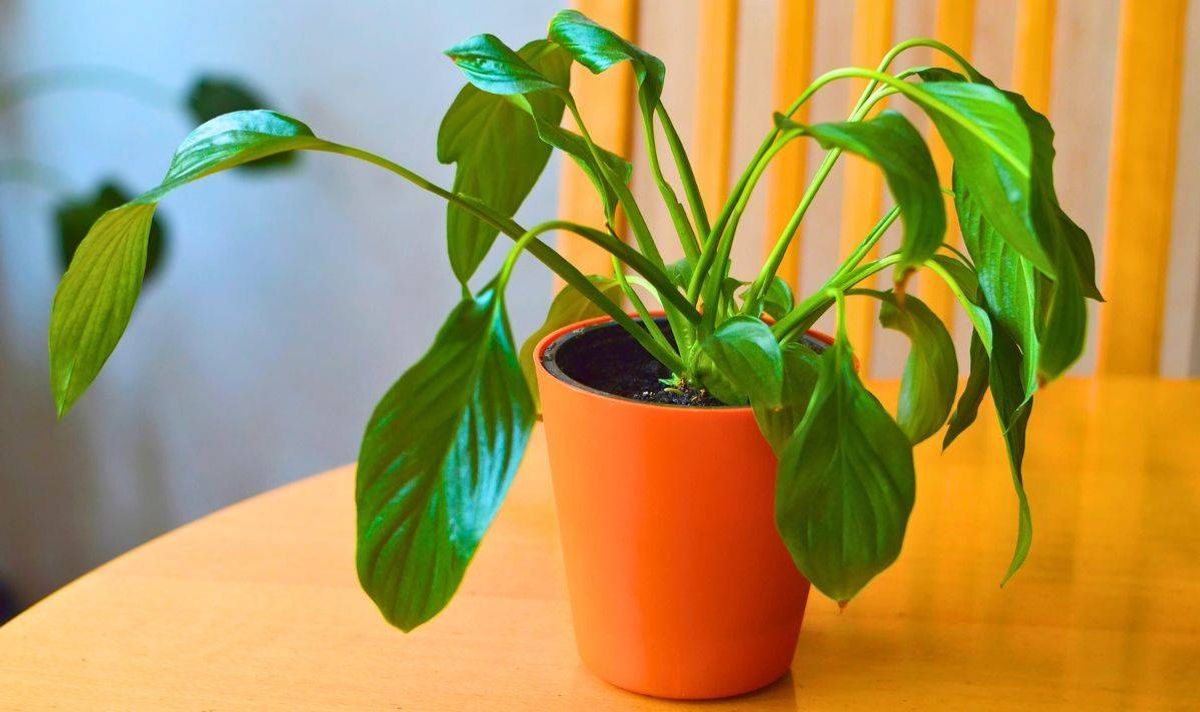 Picture of a peace lily drooping