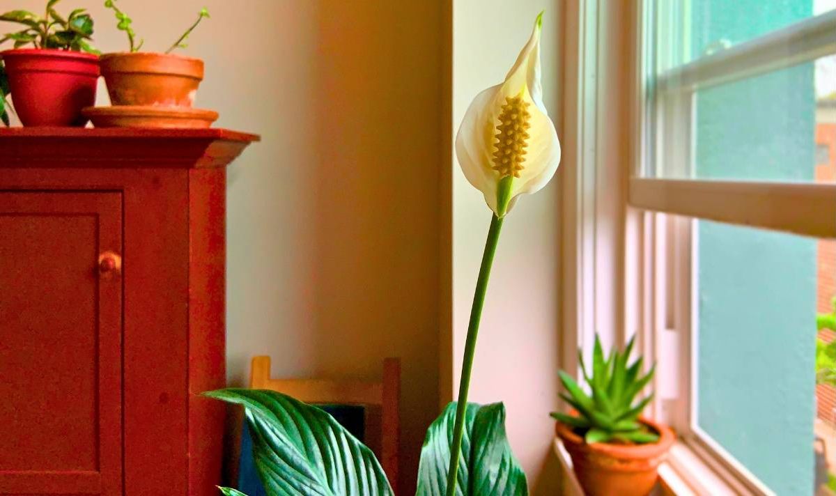 Picture of a peace lily next to a sunny window