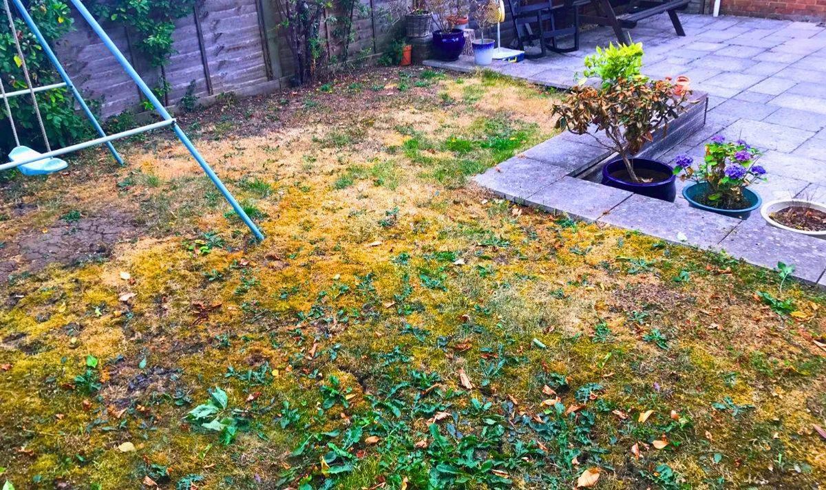 Picture of a really patchy lawn struggling to grow