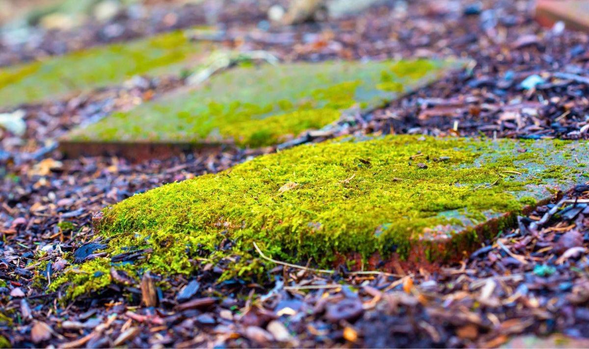 Picture of moss on patio slabs.
