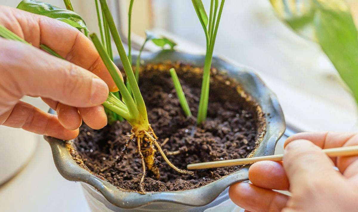 Picture of someone doing a soil test on a peace lily