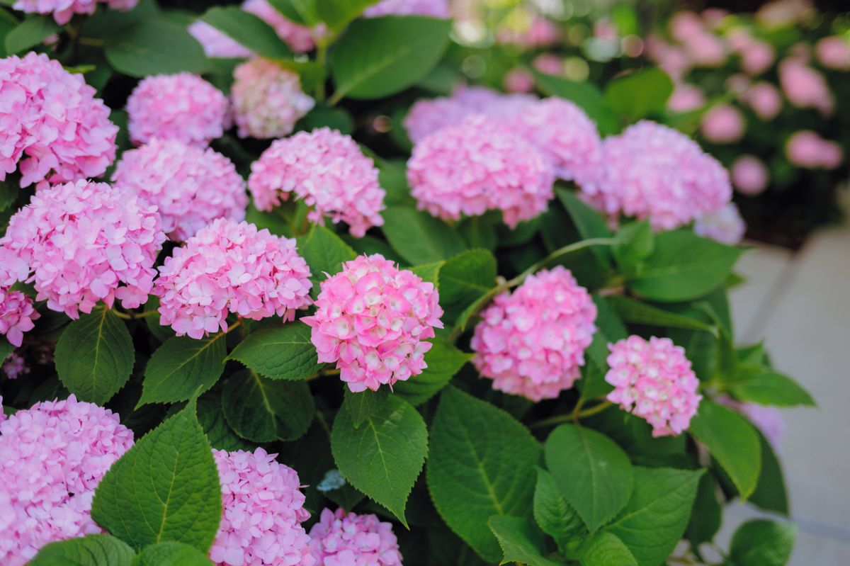 Close-up of pink hydrangea shrubs in front garden