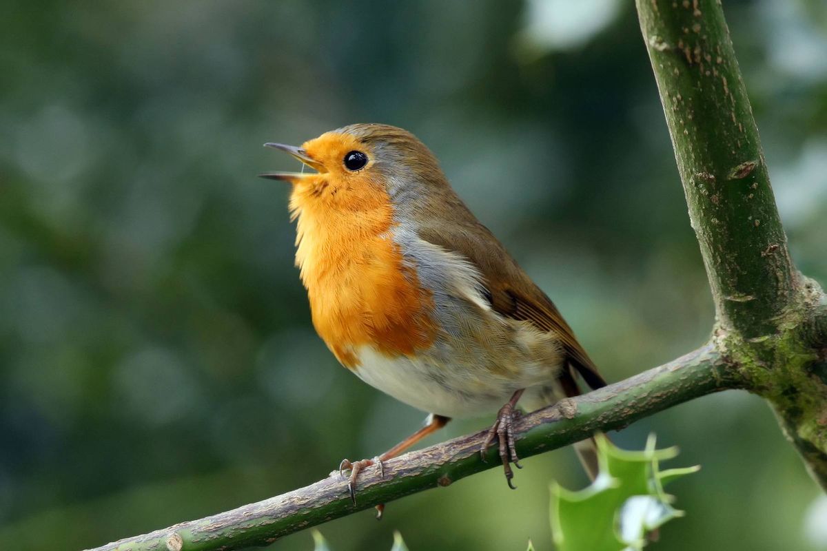 Robin perched on branch beak open