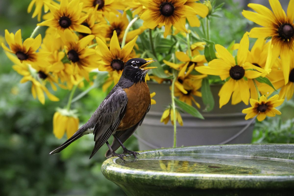 Robin at birdbath