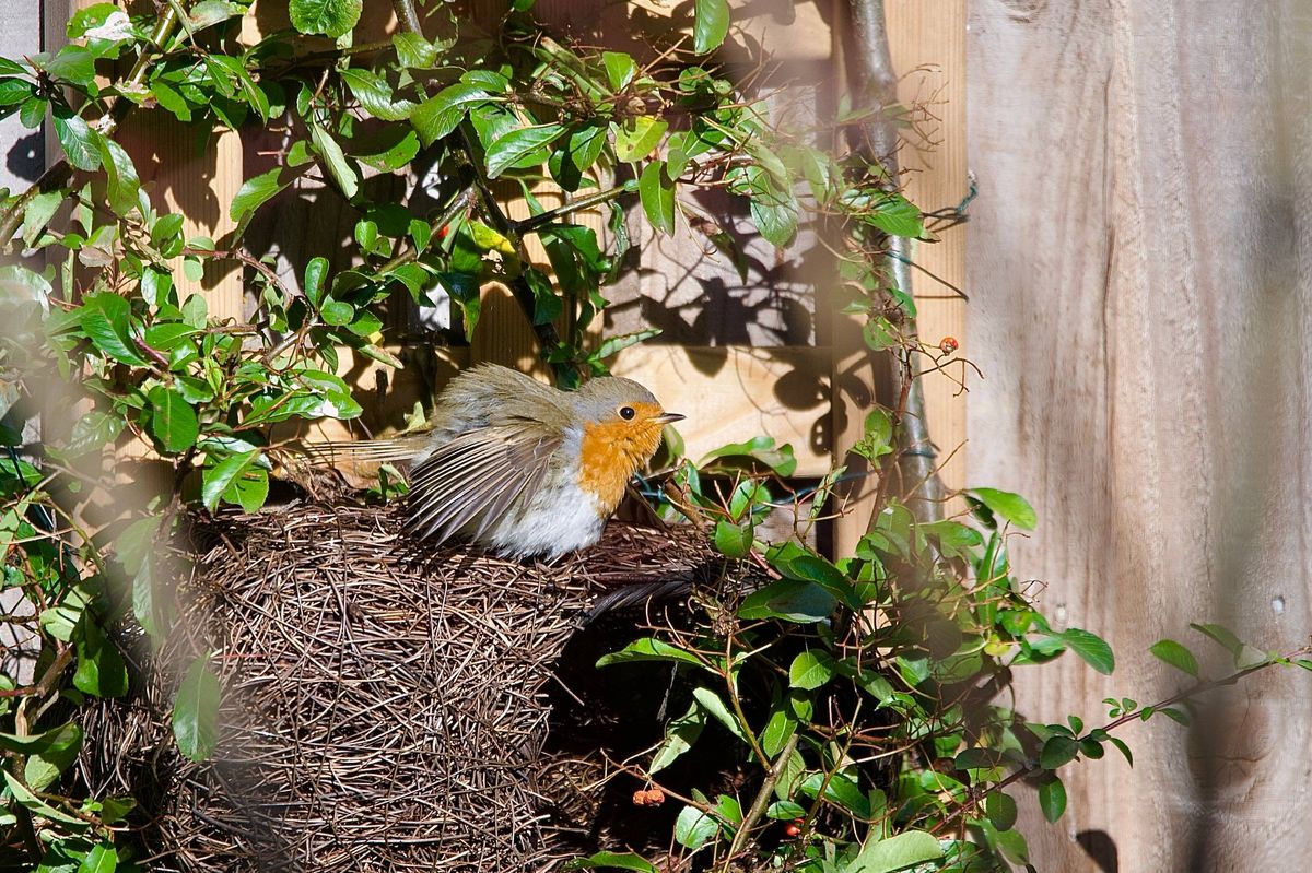 Robin bird preening above a next box