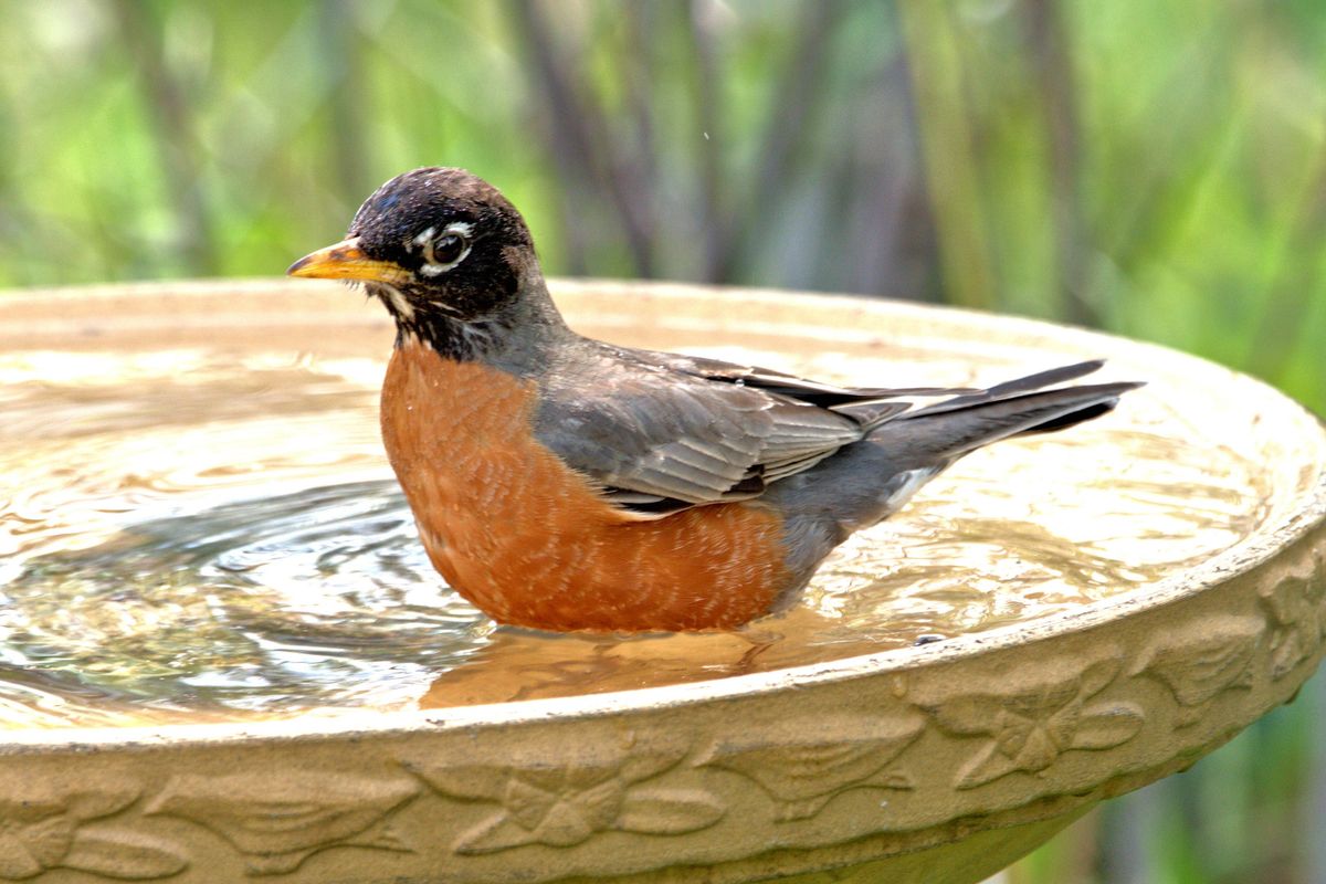 American Robin in the water of a birdbath