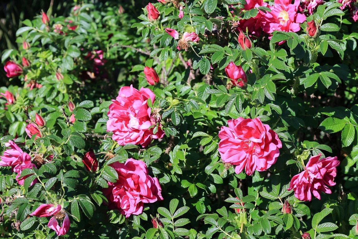 Rosa rugosa bush. Roses bloom in a garden during the bright afternoon hours of spring