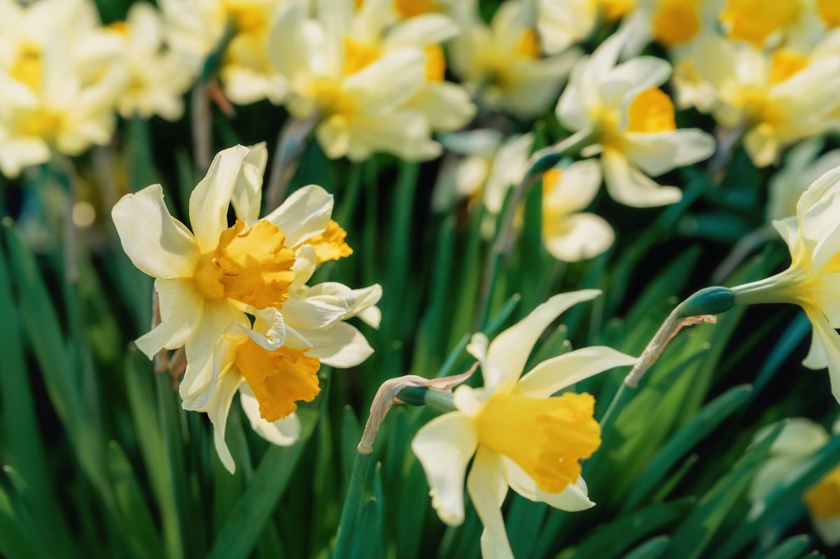 Several yellow daffodil flowers