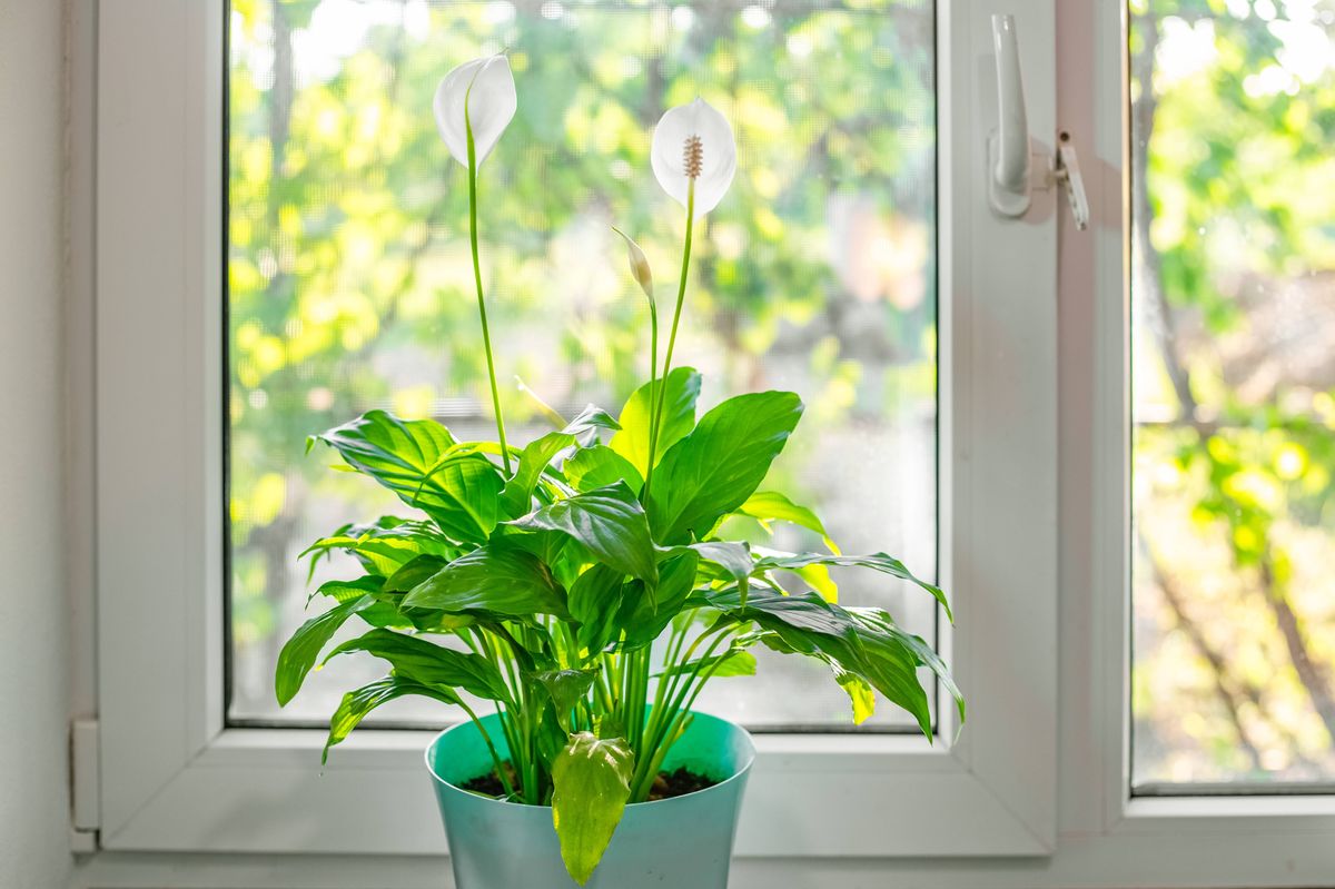 Picture of a peace lily houseplant next to a sunny window