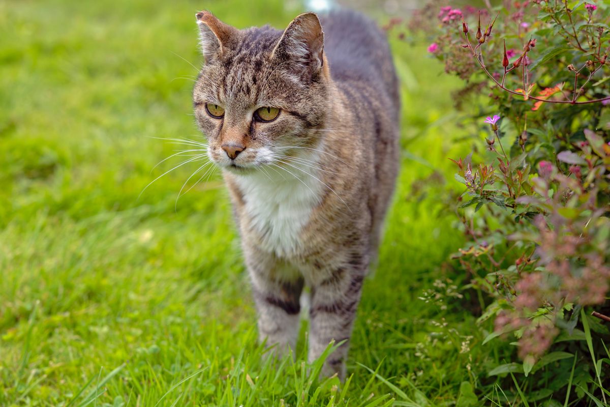 Curious tabby cat walking through a lush green garden, gaze fixed on something intriguing in the distance, near vibrant flowering bushes, embodying the essence of outdoor exploration