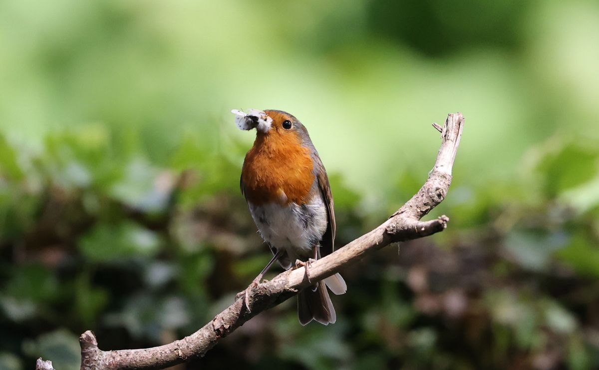 Robin sitting on a branch