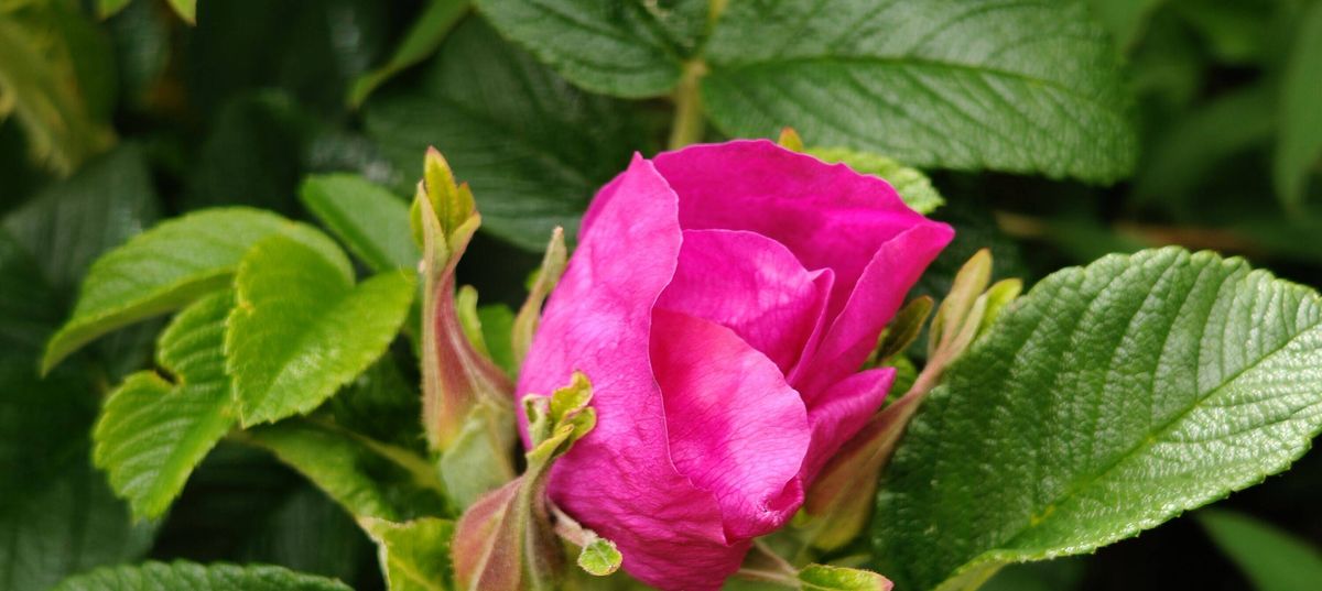 Vibrant pink rose bud unfurling amidst lush green foliage in soft natural light