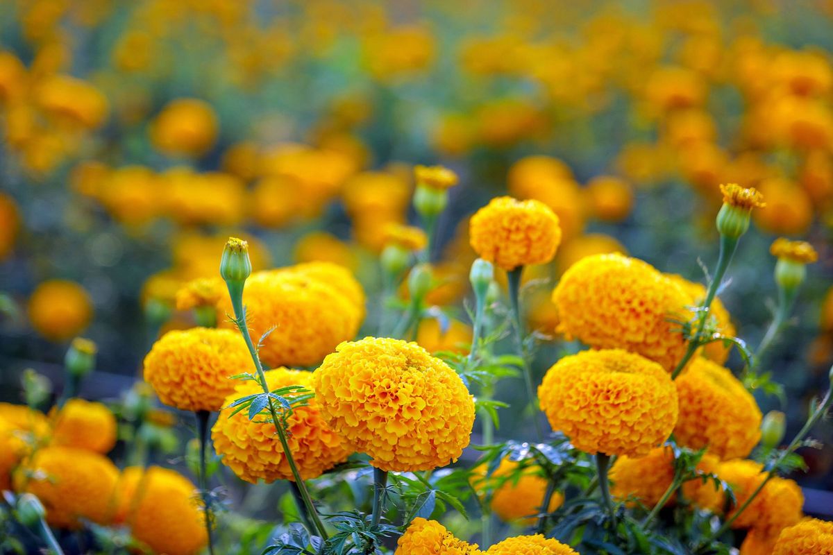 Vibrant yellow orange Marigold flowers blooming in garden with soft bokeh background
