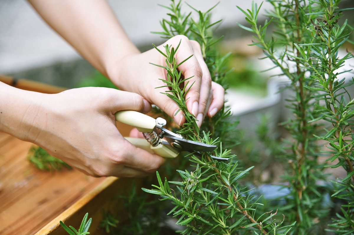 Woman pruning rosemary herb branches 