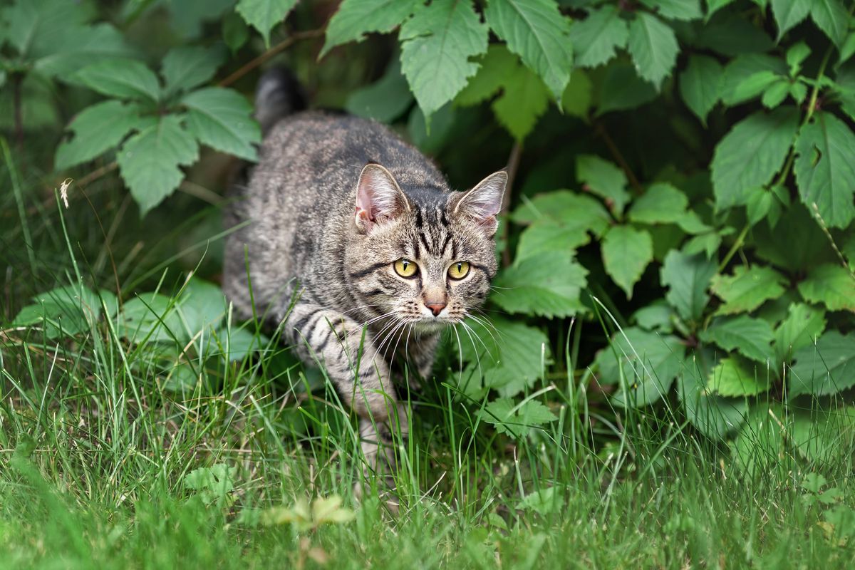 Young tabby domestic cat hunting in the green grass at summer
