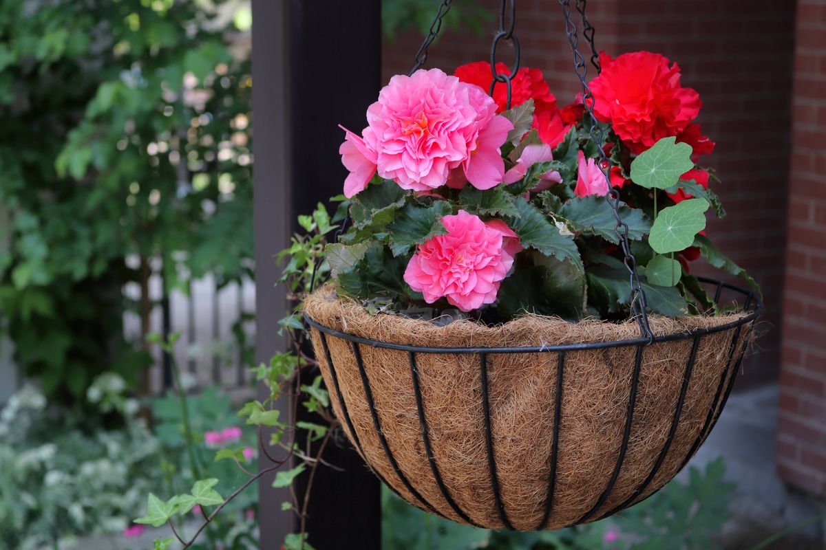 Brightly coloured hanging basket