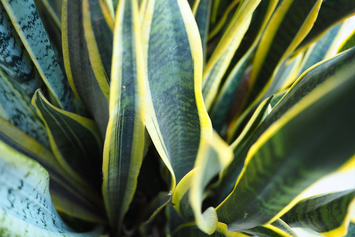a Snake Plant (Dracaena trifasciata, formerly Sansevieria trifasciata).