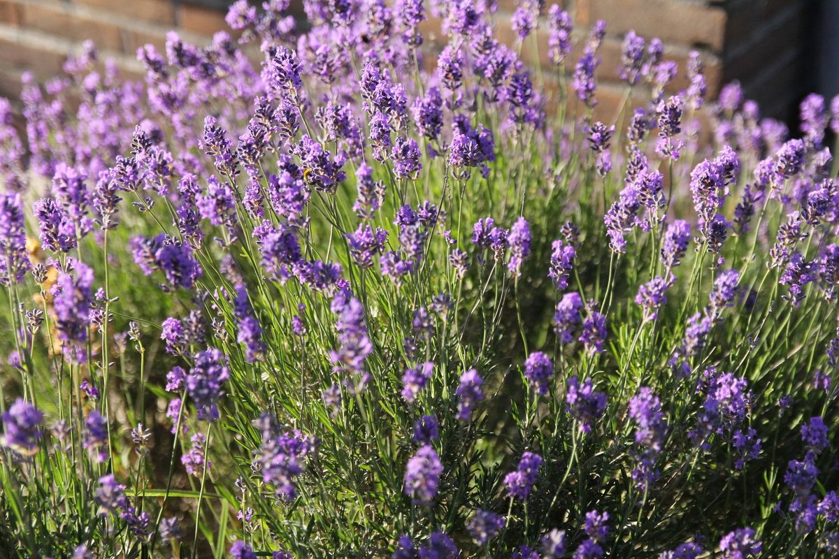 a big lavender plant with purple flowers close-up