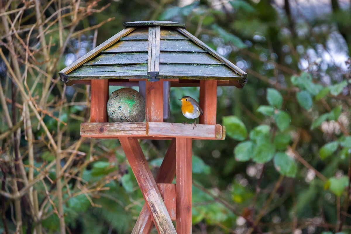 a robin redbreast in rainy weather at a bird feeder