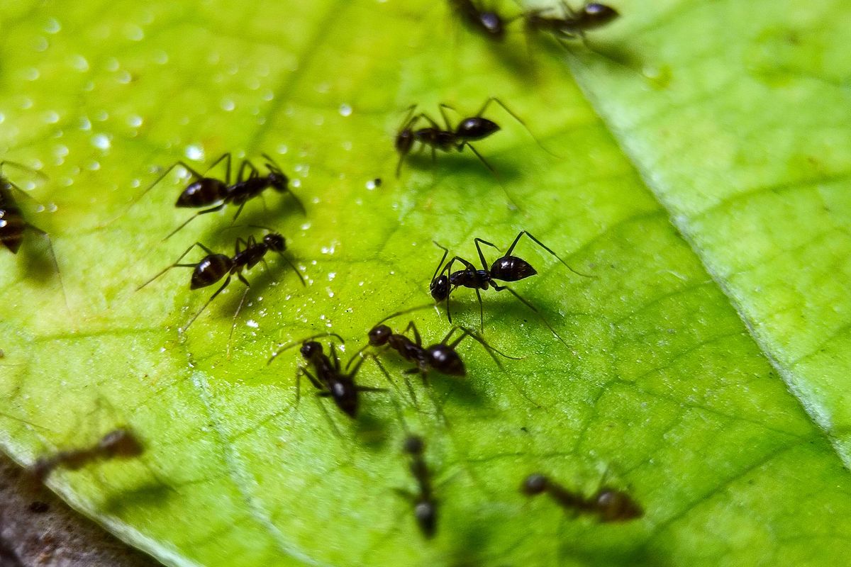 Colony of black ants are looking for food on the surface of the leaves. Closeup photo of ant colony