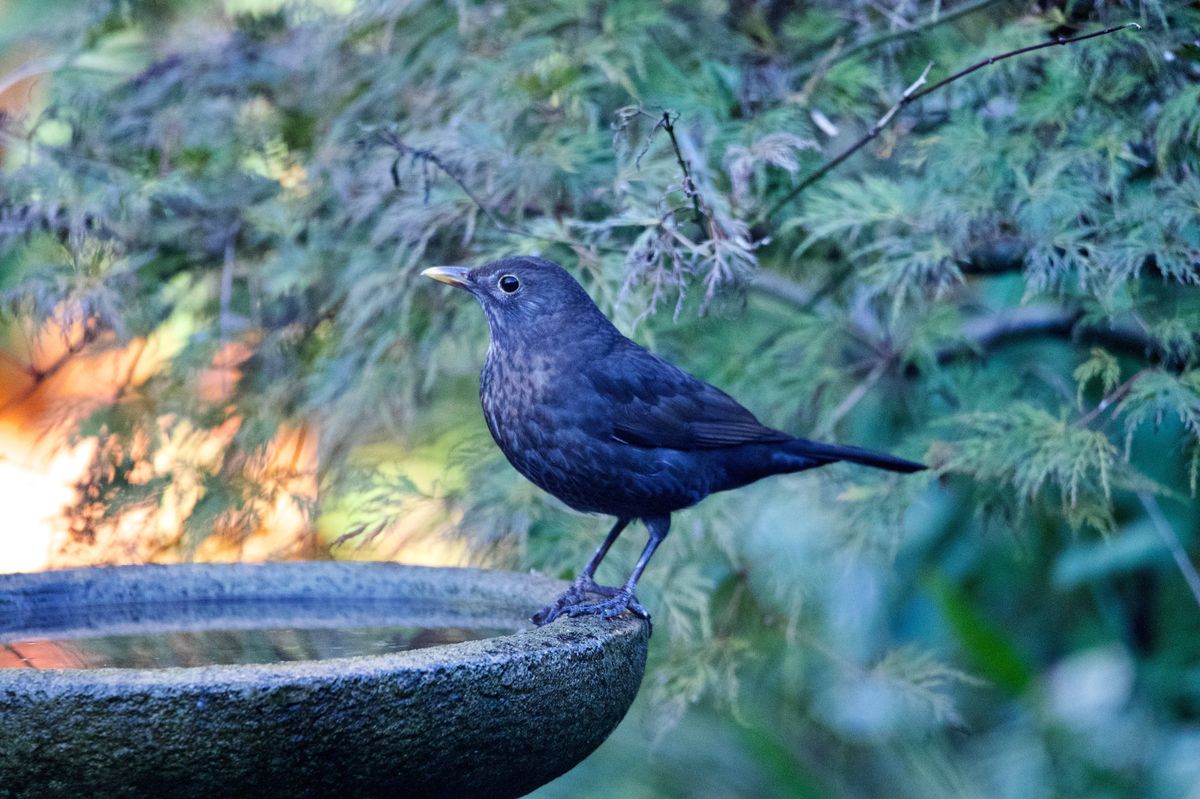 blackbird perched on a garden bird bath