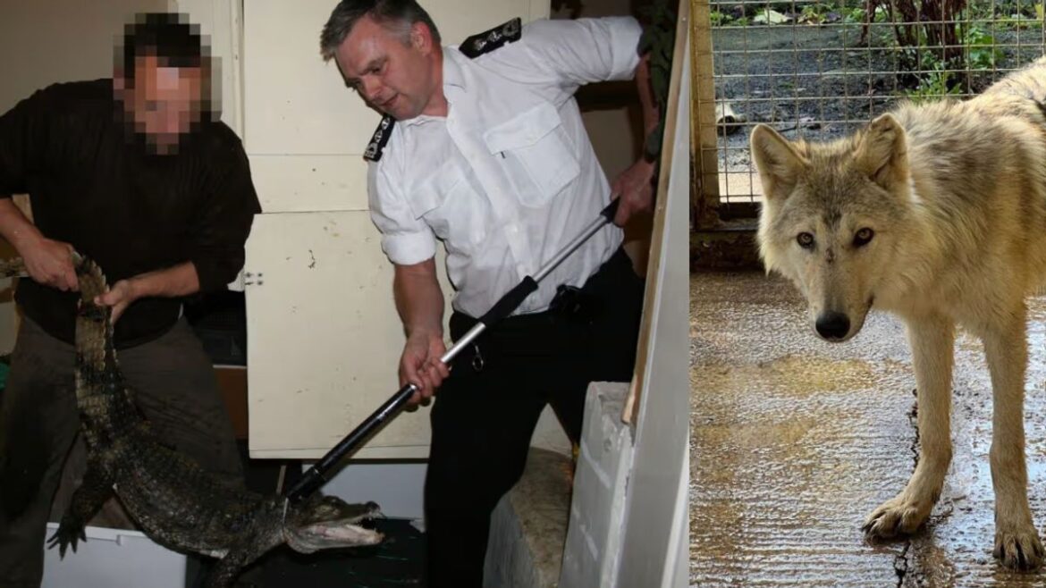 Alligators in the bath and wolves in the garden – Scotland’s most shocking exotic pet cases Daily Record