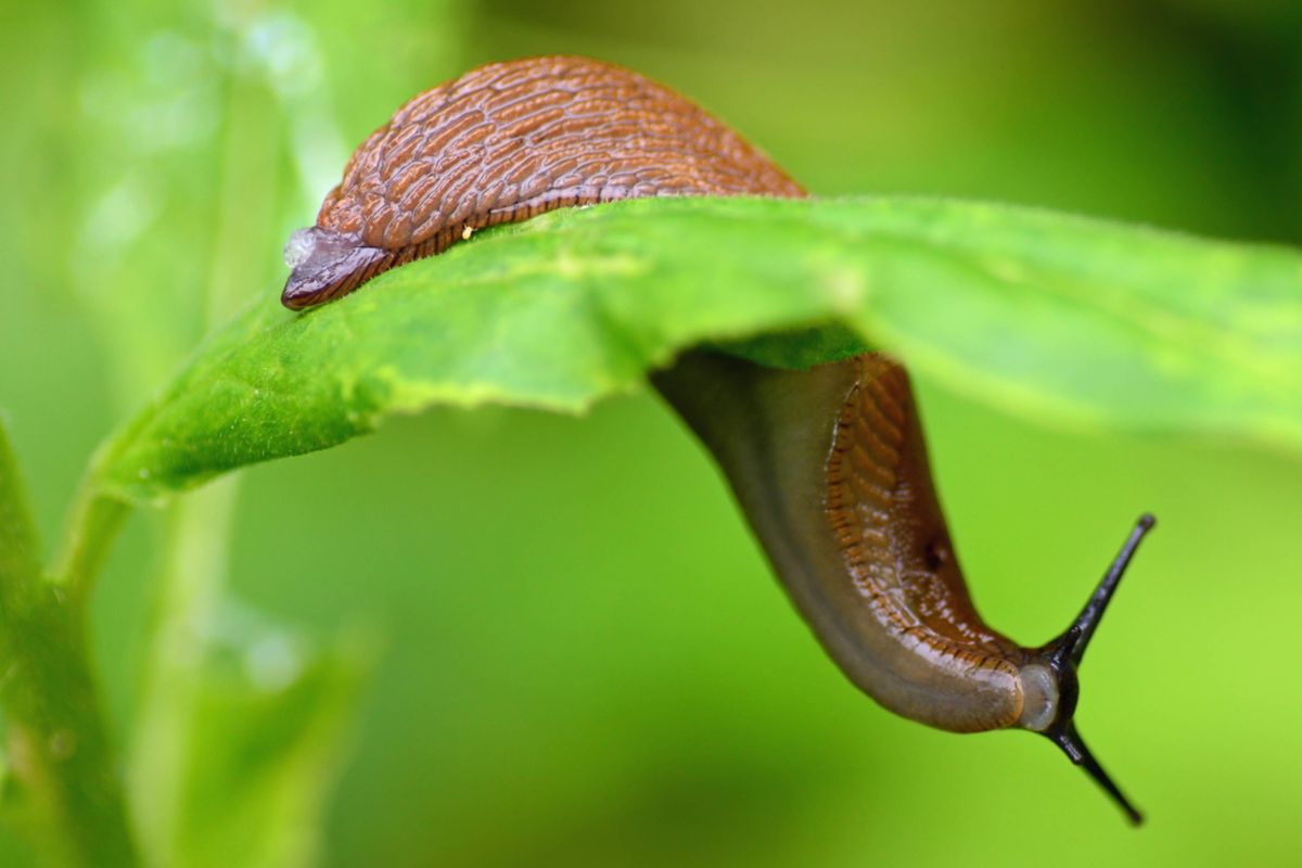 Brown gastropod ( arion slug), hanging on a leaf., and moving down.You see the bottom of the body with open mouth. In the family of  Arionidae.