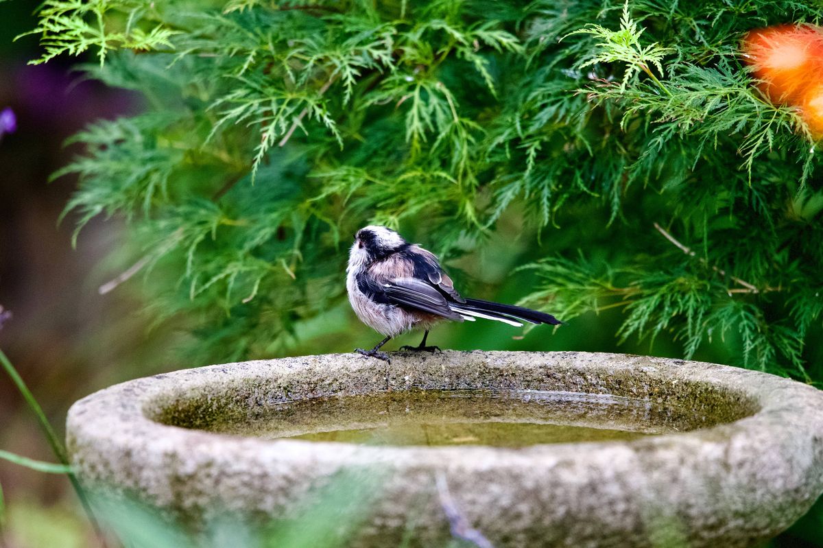 long tailed tit perched on the side of a bird bath
