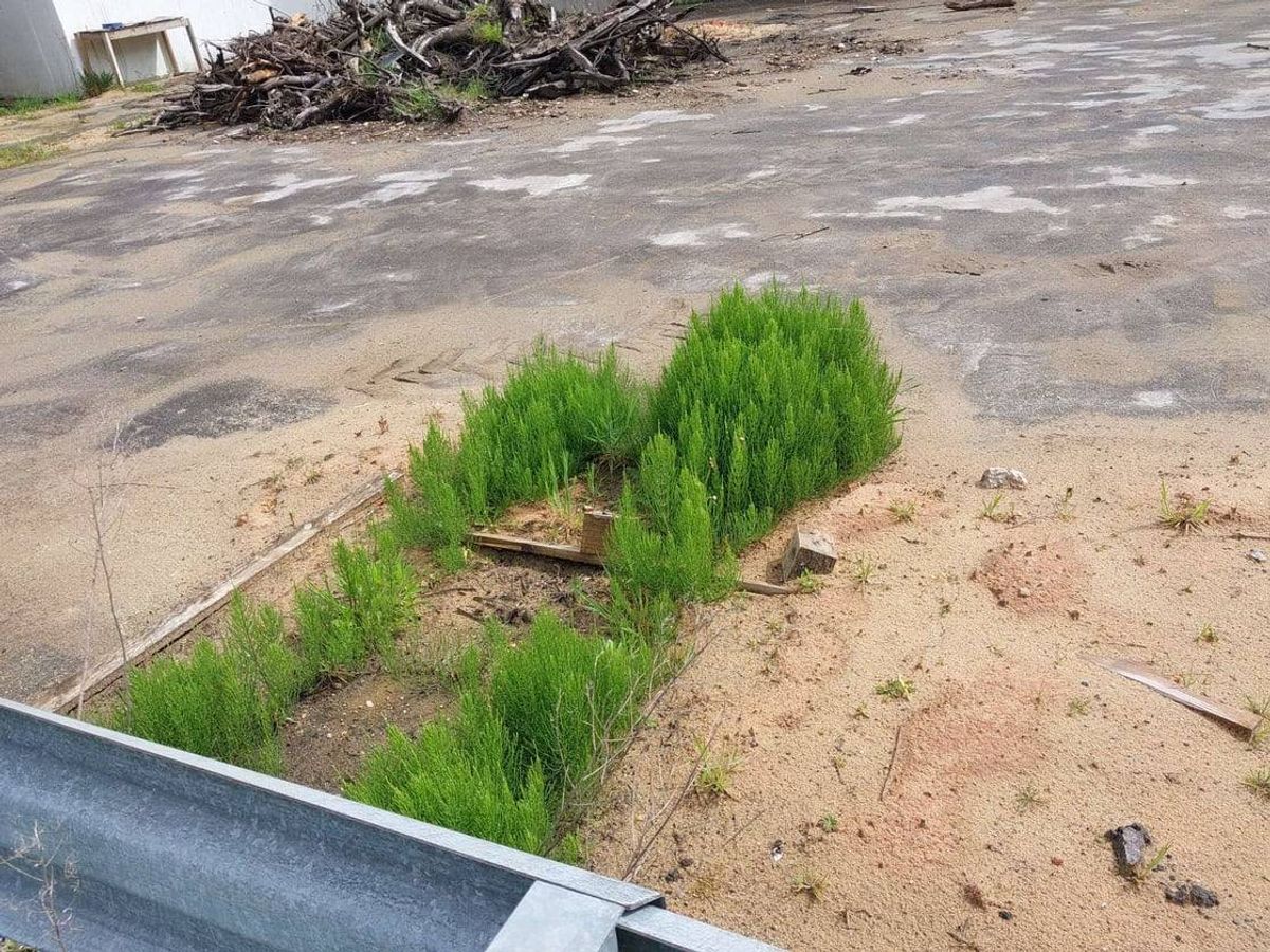 Horsetail growing through cracks in the concrete on an old army barracks site planned for development by Bloor Homes
