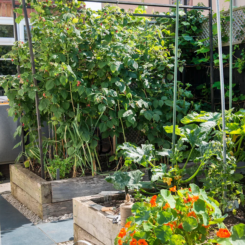 a garden with two raised beds with plenty of growing fruit and veg, including strawberries and courgettes