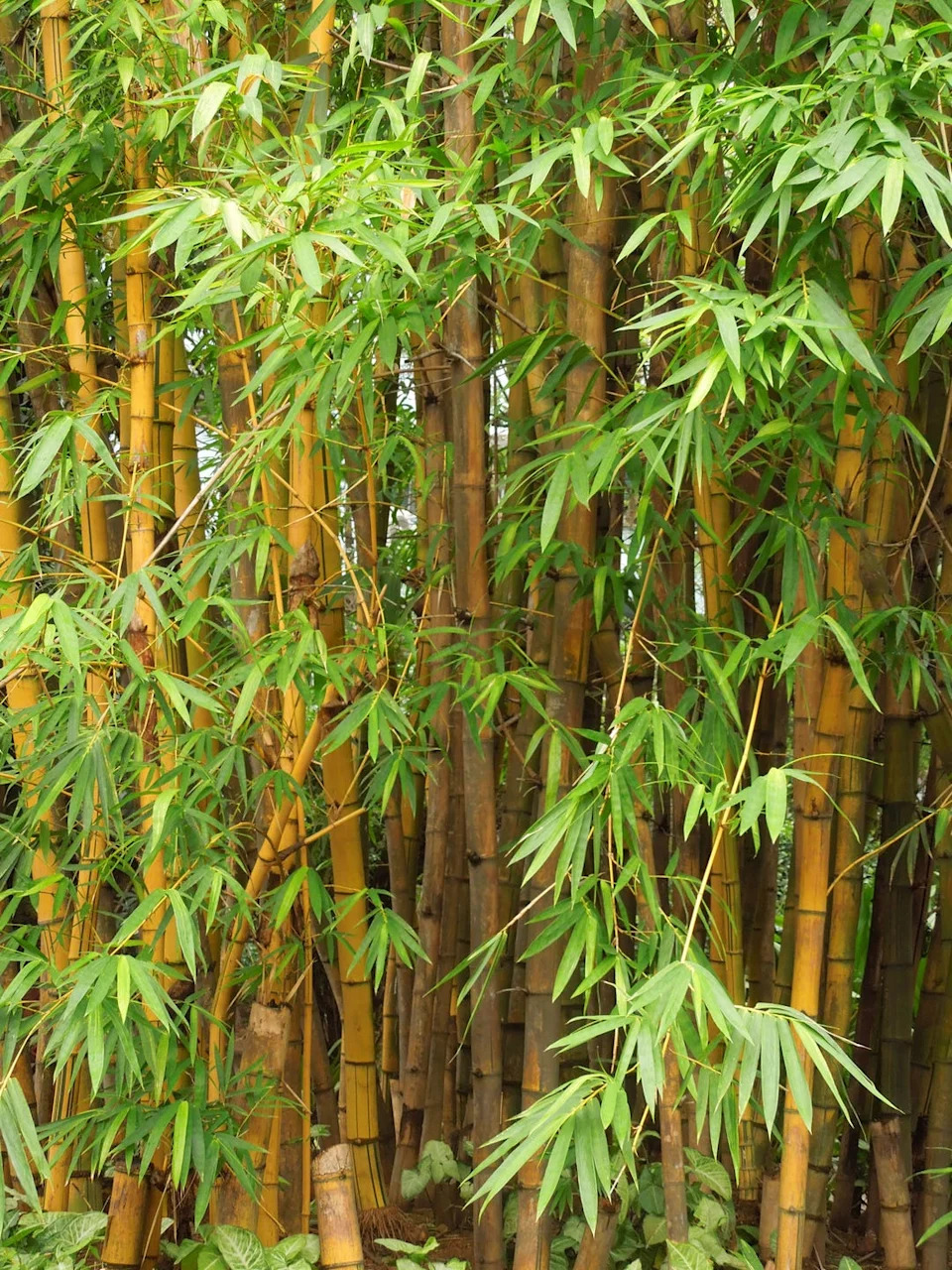 bamboo growing outside
