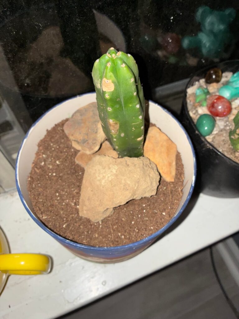 Just Planted Just Planted