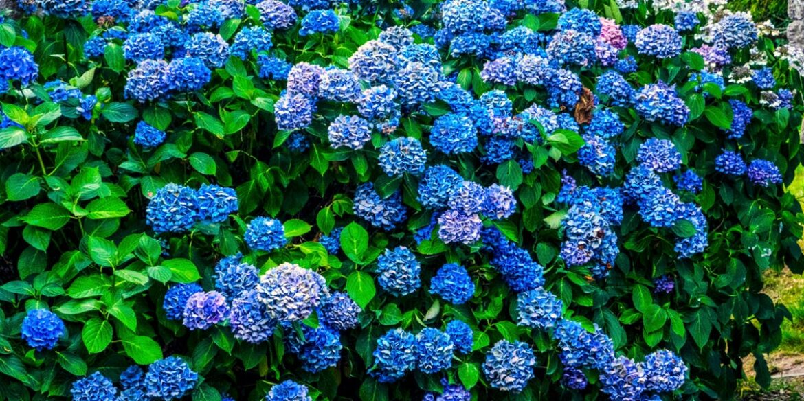 This Simple, Low-Cost Trick Will Make Your Hydrangeas Bloom Bigger — And Can Change Their Colour To Blue
